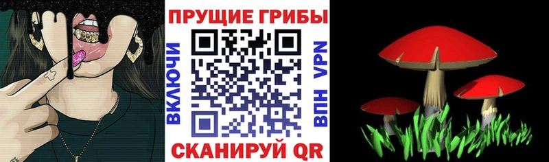 где можно купить   Переславль-Залесский  Псилоцибиновые грибы прущие грибы 